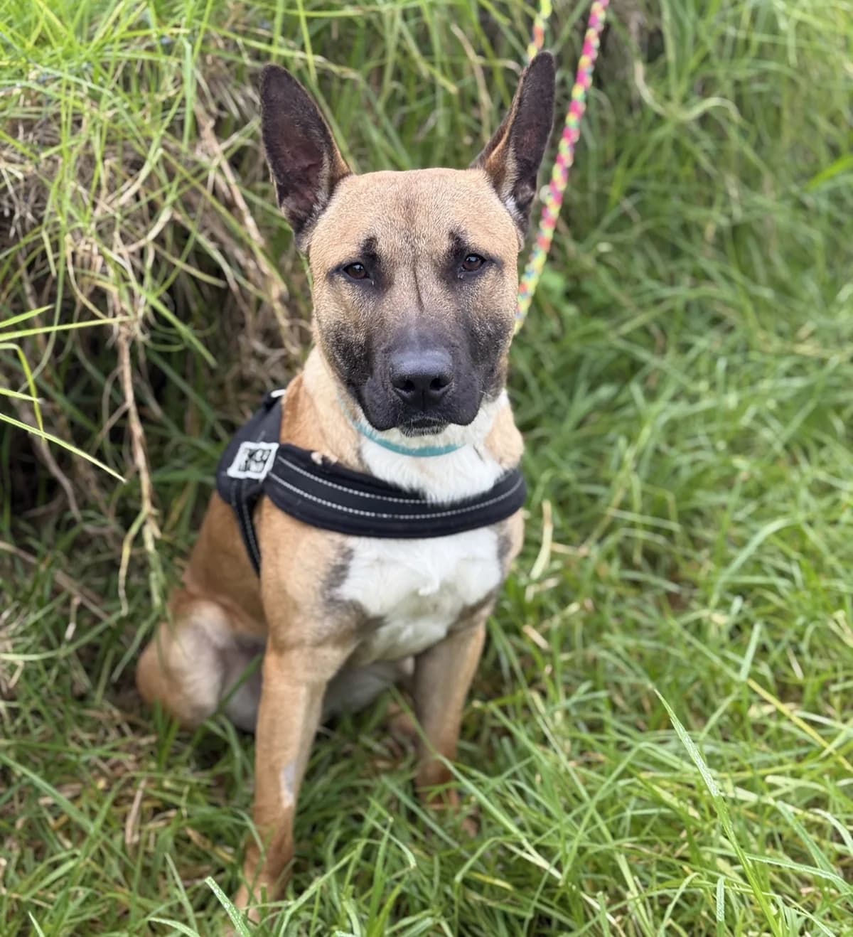Kioto, male young Belgian Malinois for adoption at Melampo, Melampo
