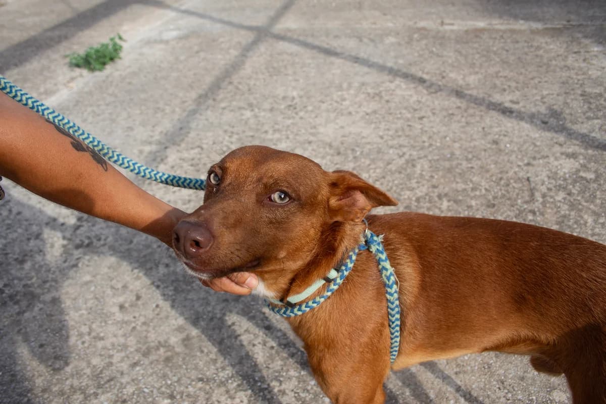 Lobito, male 4yo Podenco for adoption at Melampo, Melampo
