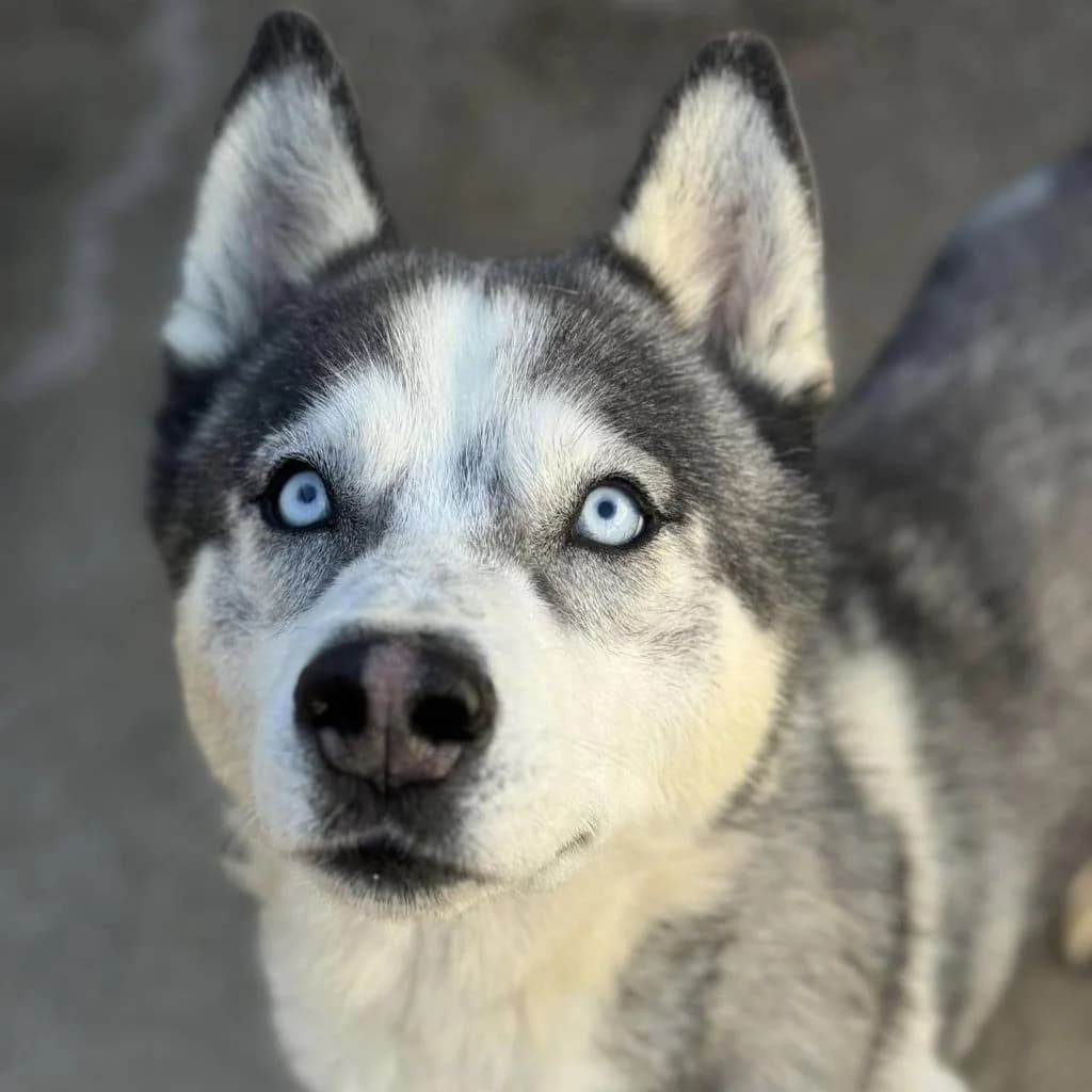 Lolo, male 6yo Husky for adoption at Melampo, Melampo