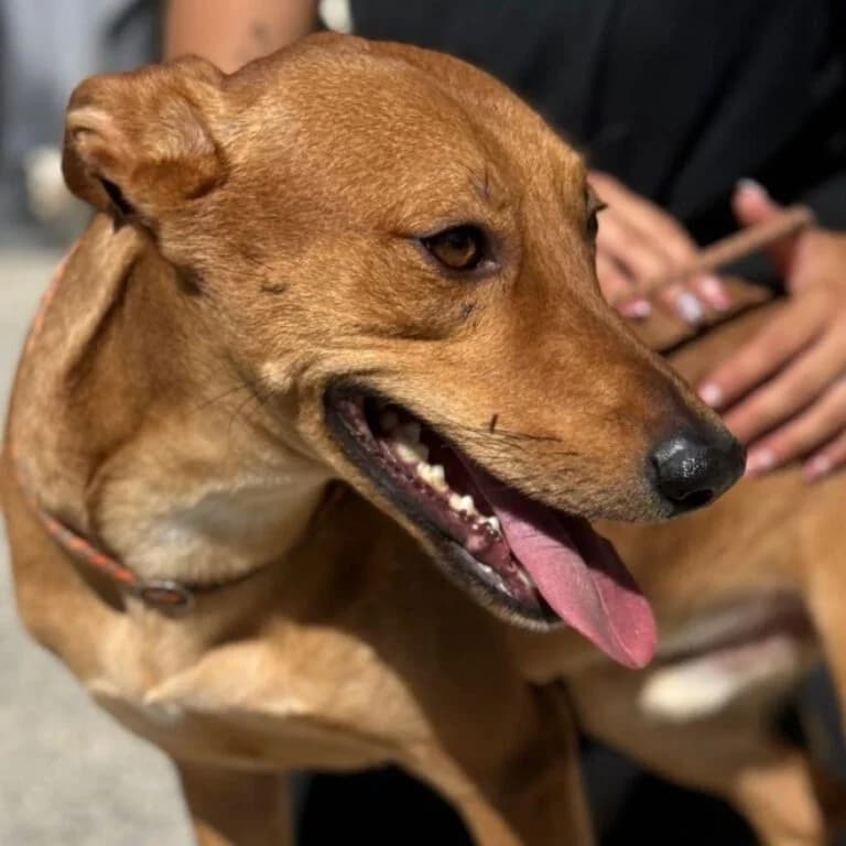 Lucas, male 4yo Podenco for adoption at Melampo, Melampo