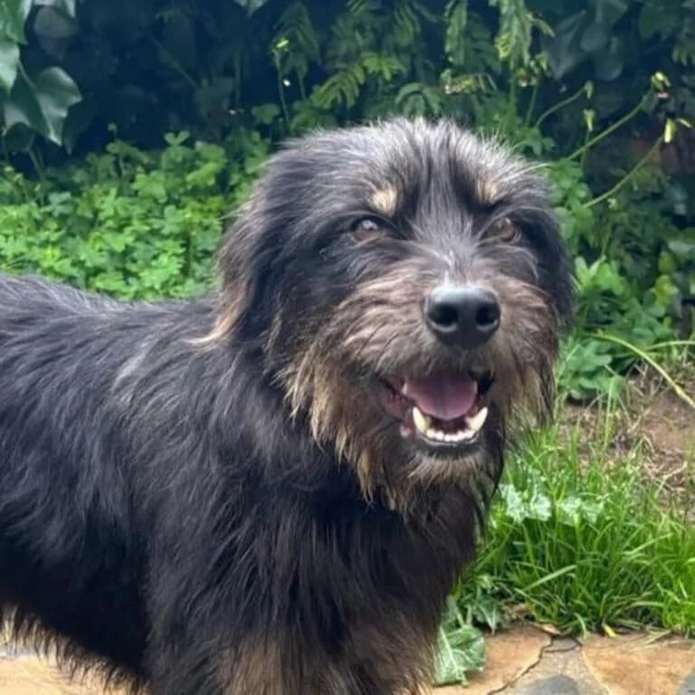 Mamisita, female young Mixed Breed for adoption at Melampo, Melampo