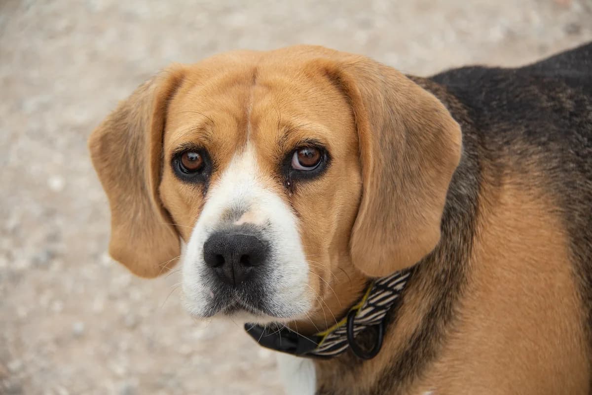Mel, female 6yo Beagle for adoption at Melampo, Melampo