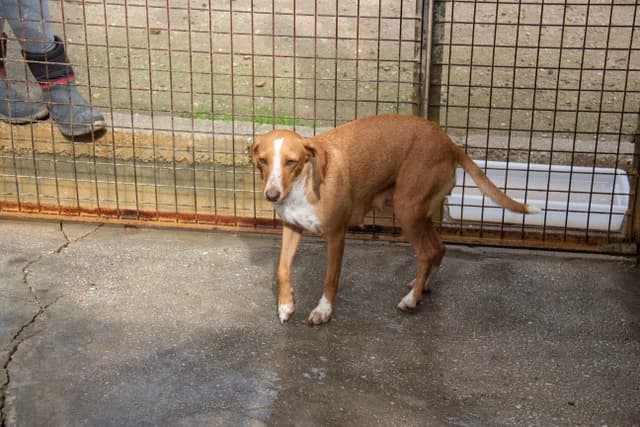 Noa, female senior Podenco for adoption at Melampo, Melampo
