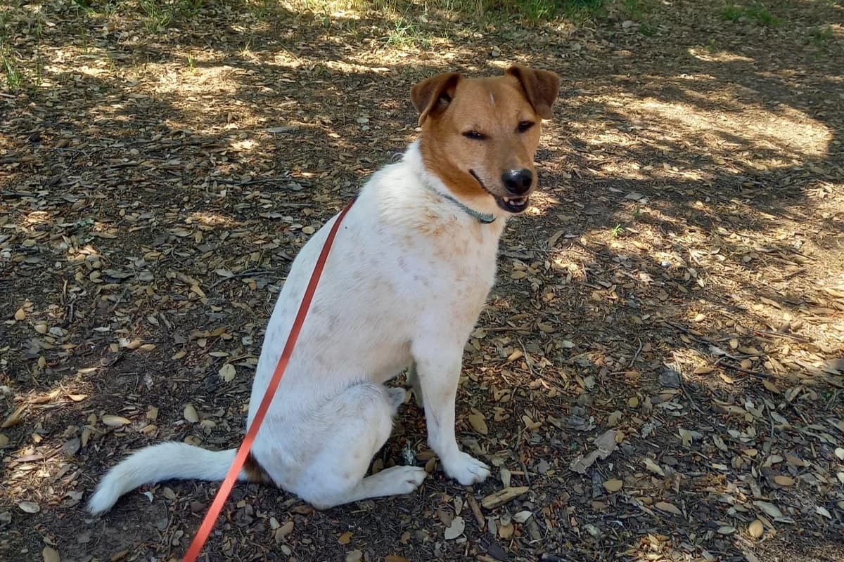 Raton, male senior mixed breed for adoption at Melampo, Melampo