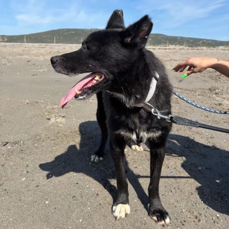 Rayo, male senior Mixed Breed for adoption at Melampo, Melampo
