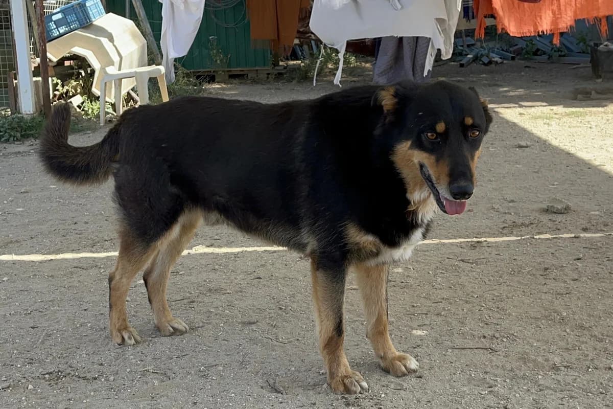 Sudoku, male 4yo Mixed Breed for adoption at Melampo, Melampo