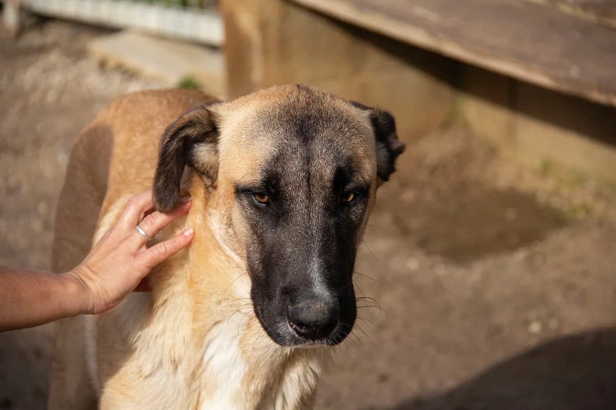 Torx, male young Mixed Breed for adoption at Melampo, Melampo