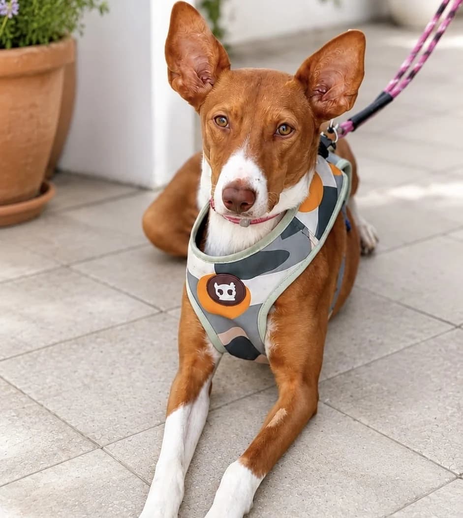 Vaiana, female 4yo Podenco for adoption at Melampo, Melampo