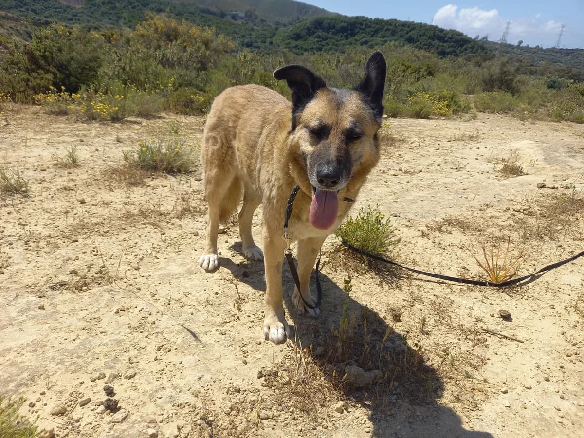 Vilma, female senior German Shepherd for adoption at Melampo, Melampo