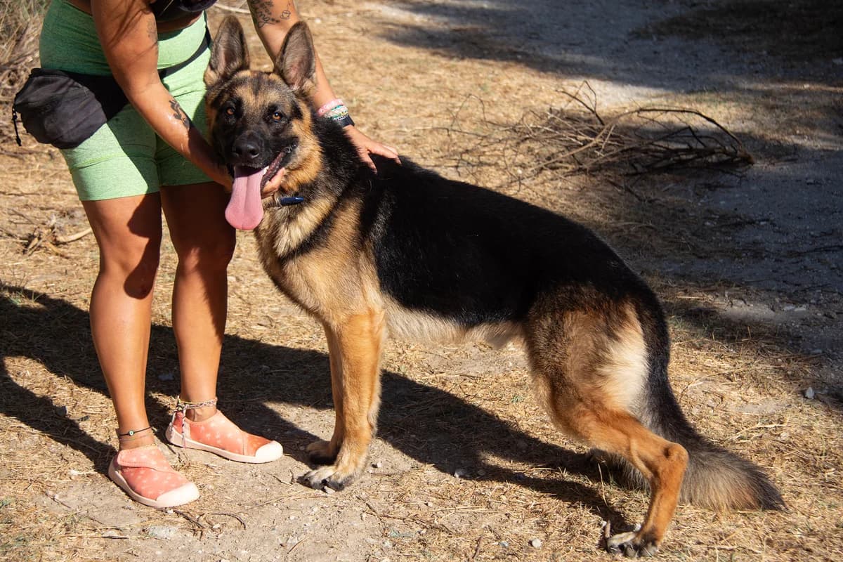 Vini, male young German Shepherd for adoption at Melampo, Melampo