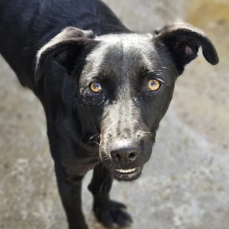 Virgil, male young Podenco for adoption at Melampo, Melampo