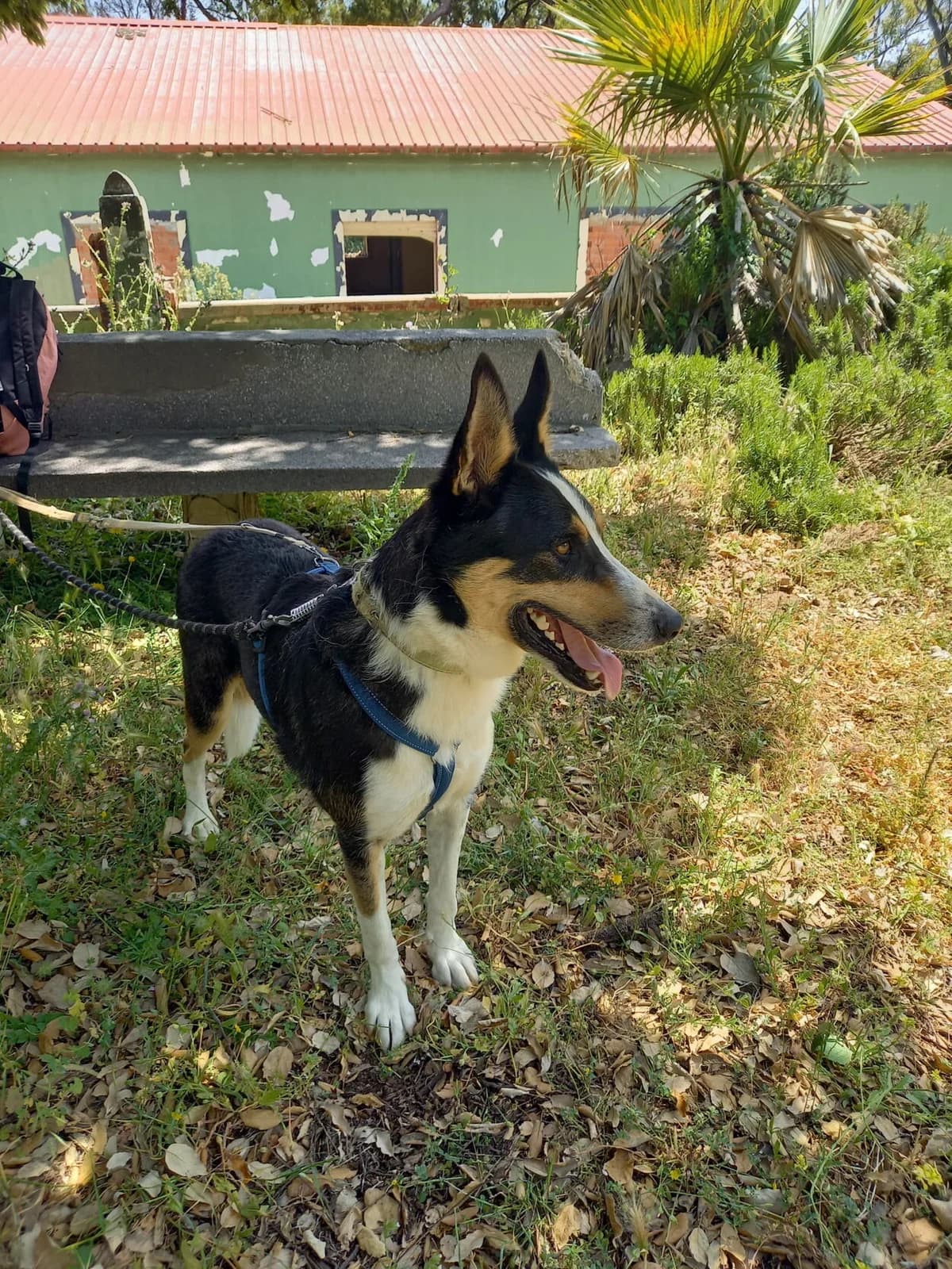 Wasabi, male 4yo Mixed Breed for adoption at Melampo, Melampo