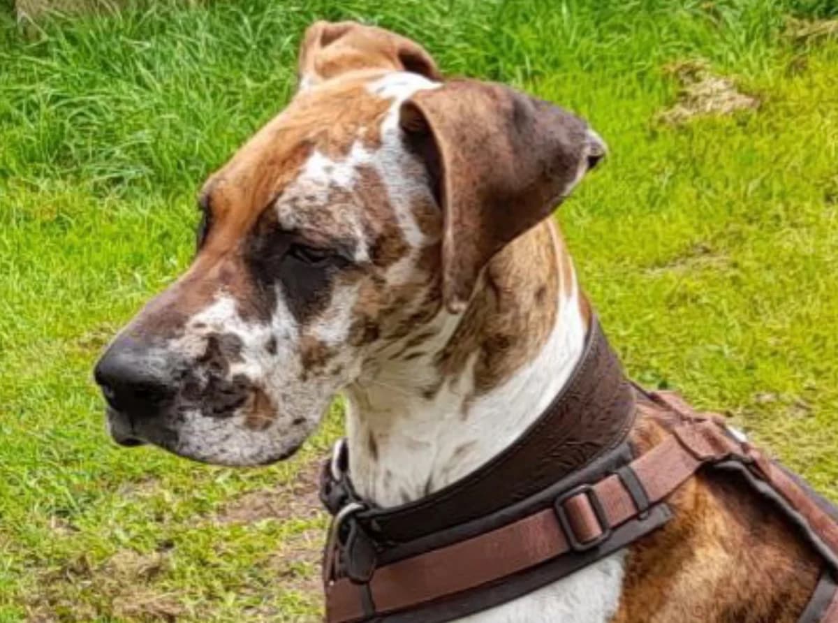 Lagertha, female 5yo Mixed Breed for adoption at Moiren Stiftung, Erlinsbach