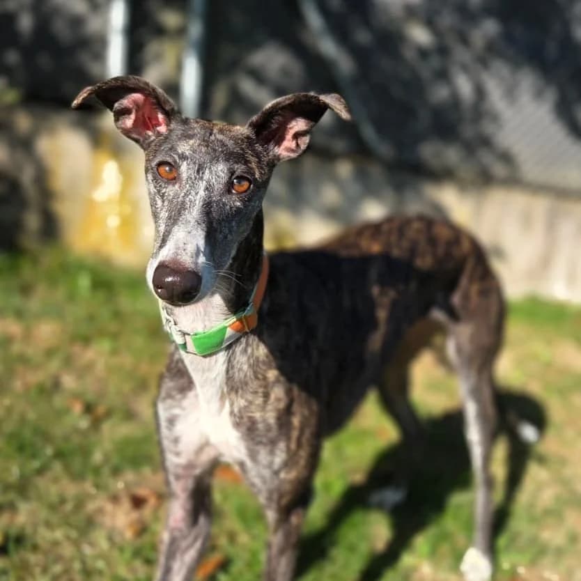 Alfa, female 5yo Galgo Español for adoption at New Graceland - Auffangstation Schweiz, Waltenschwil