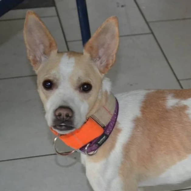 Asana, female young Podenco for adoption at New Graceland - Auffangstation Schweiz, Waltenschwil