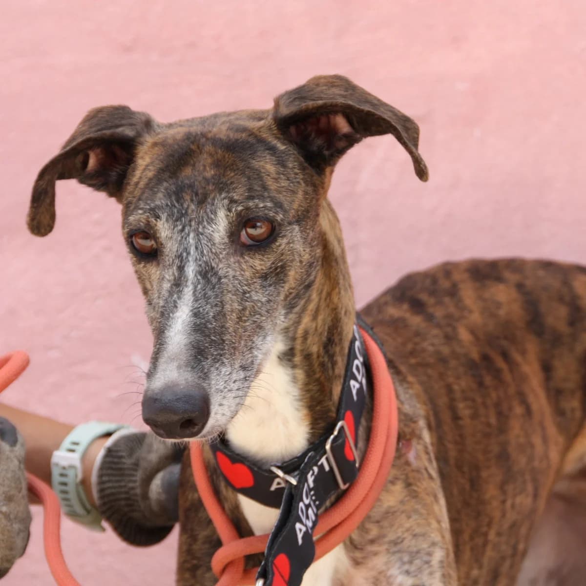 BETA, female young Galgo Español for adoption at New Graceland - Auffangstation Schweiz, Waltenschwil