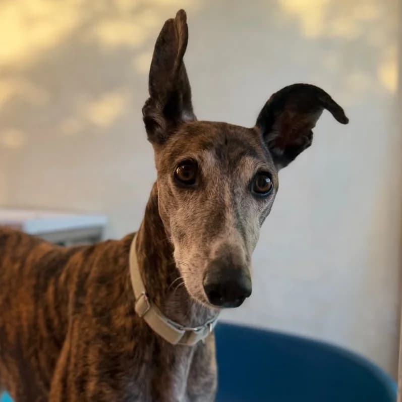 Dante, weiss male 6yo Galgo Español for adoption at New Graceland - Auffangstation Schweiz, Waltenschwil