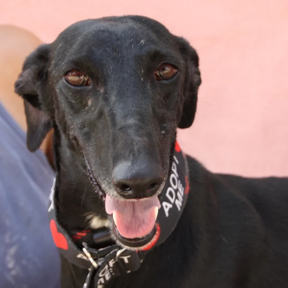 ESTELLA, female 4yo Galgo Español for adoption at New Graceland - Auffangstation Schweiz, Waltenschwil