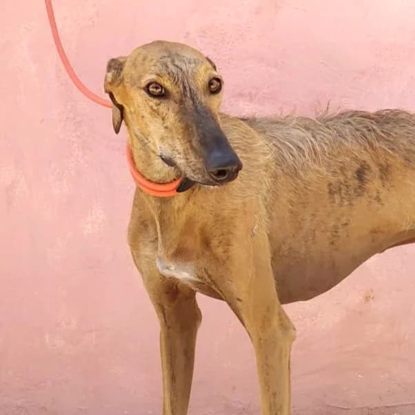 Felipe, male young Galgo Español for adoption at New Graceland - Auffangstation Schweiz, Waltenschwil