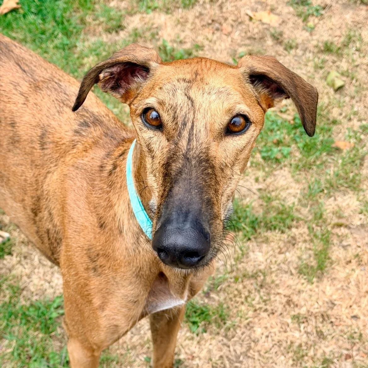 Felipe, male young Galgo Español for adoption at New Graceland - Auffangstation Schweiz, Waltenschwil