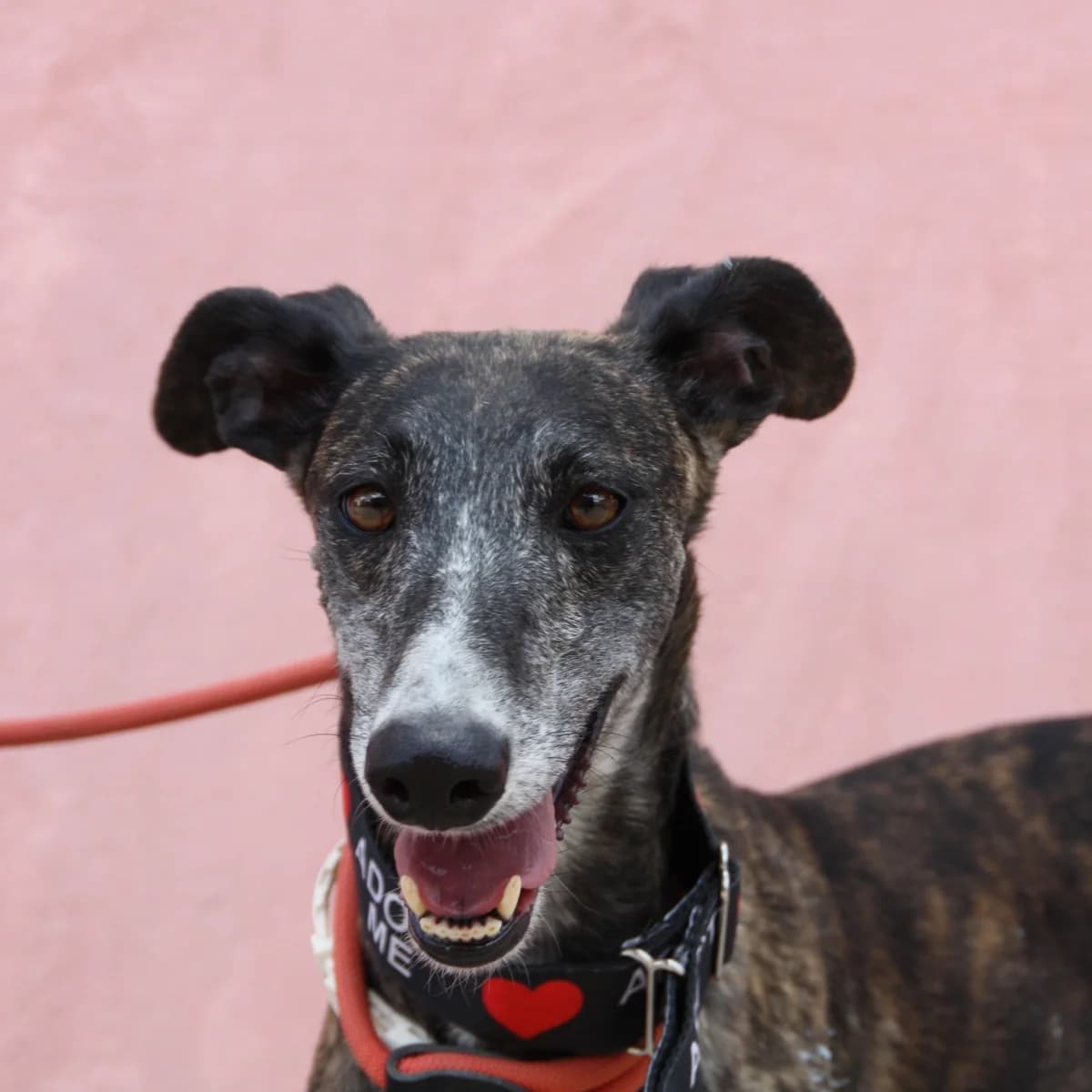 GAMA, female 5yo Galgo Español for adoption at New Graceland - Auffangstation Schweiz, Waltenschwil