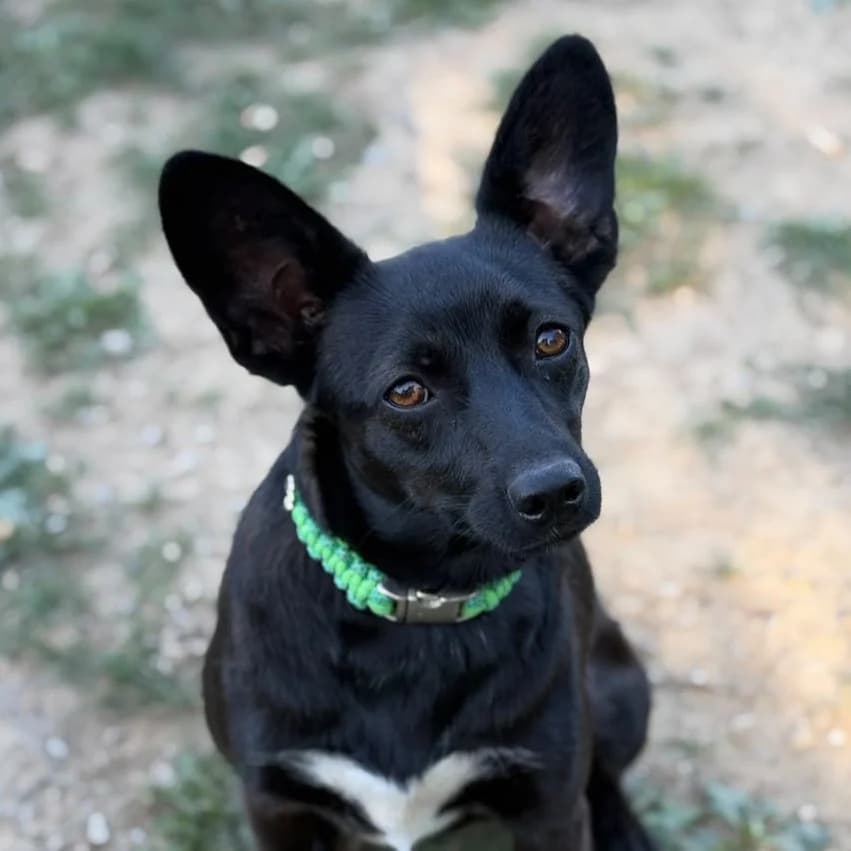 Grace, female puppy Mixed Breed for adoption at New Graceland - Auffangstation Schweiz, Waltenschwil