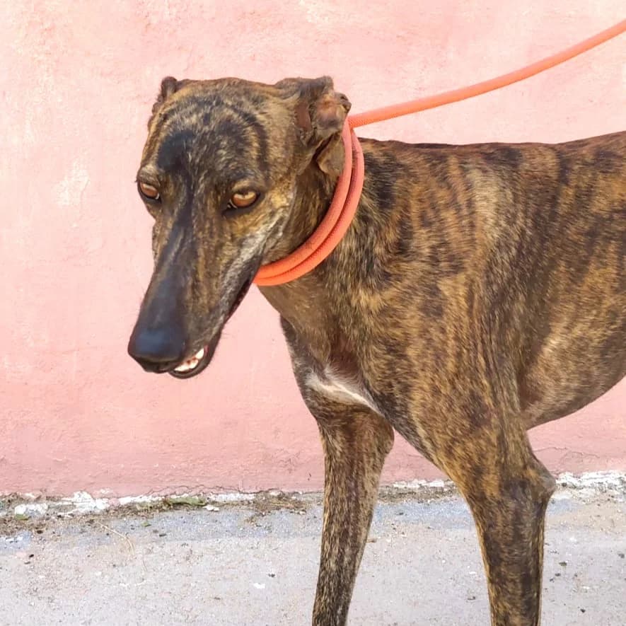 Ibiza, female young Galgo Español for adoption at New Graceland - Auffangstation Schweiz, Waltenschwil