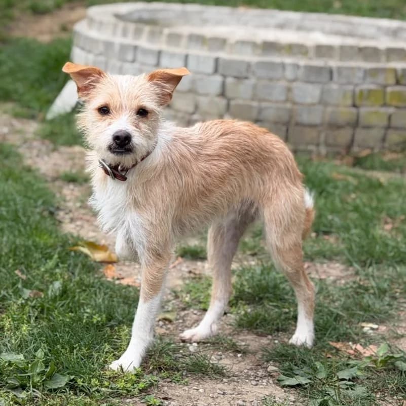 Junio, male young Mixed Breed for adoption at New Graceland - Auffangstation Schweiz, Waltenschwil