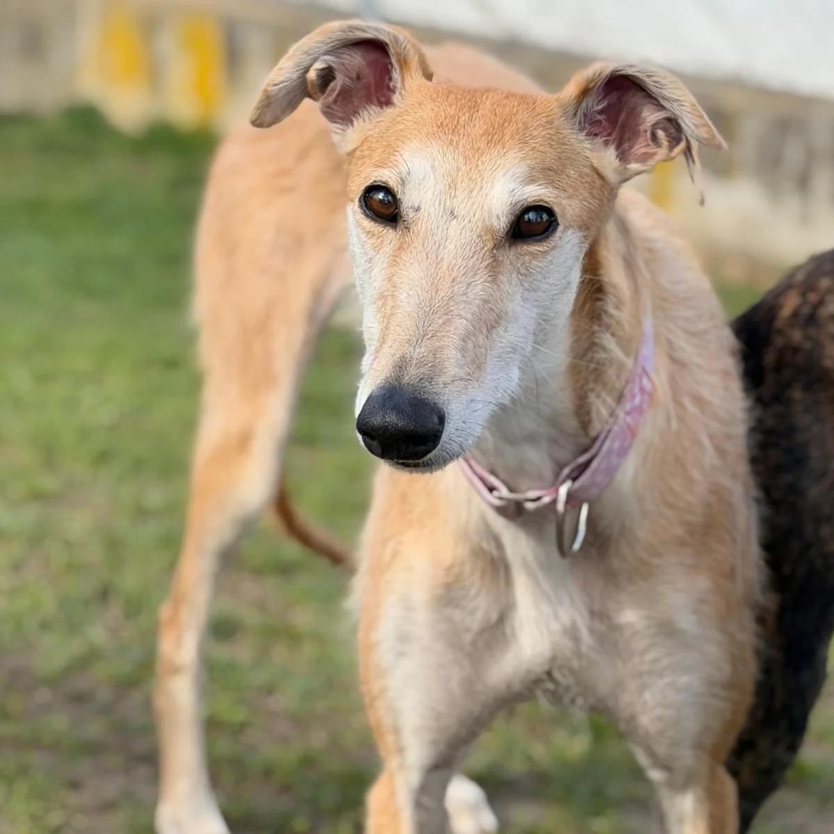 Leonor, female senior Galgo Español for adoption at New Graceland - Auffangstation Schweiz, Waltenschwil