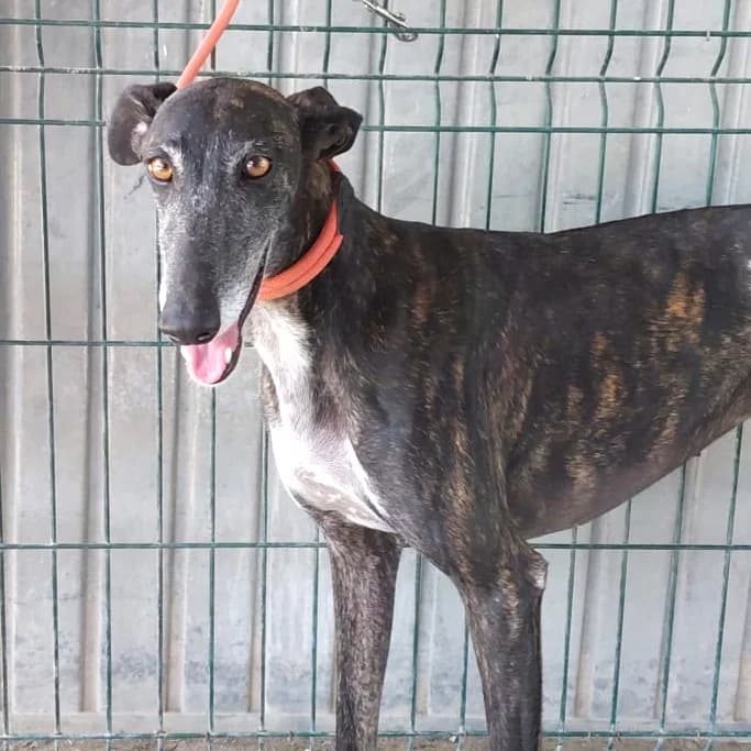 Macarena, female 3yo Galgo Español for adoption at New Graceland - Auffangstation Schweiz, Waltenschwil