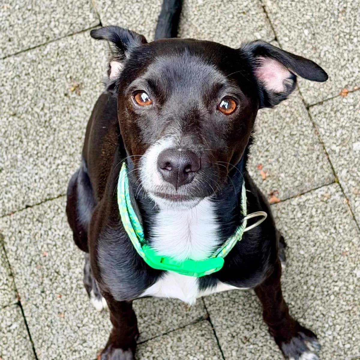 Manchas, male young Mixed Breed for adoption at New Graceland - Auffangstation Schweiz, Waltenschwil