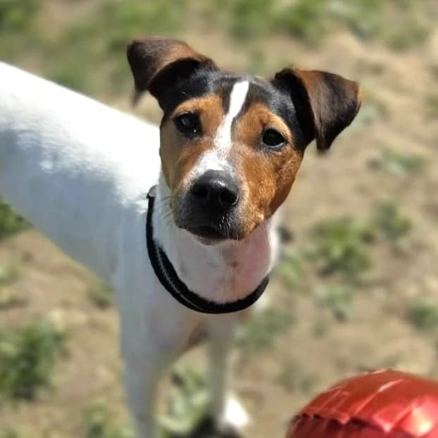 Maralita, weiss female young Mixed Breed for adoption at New Graceland - Auffangstation Schweiz, Waltenschwil