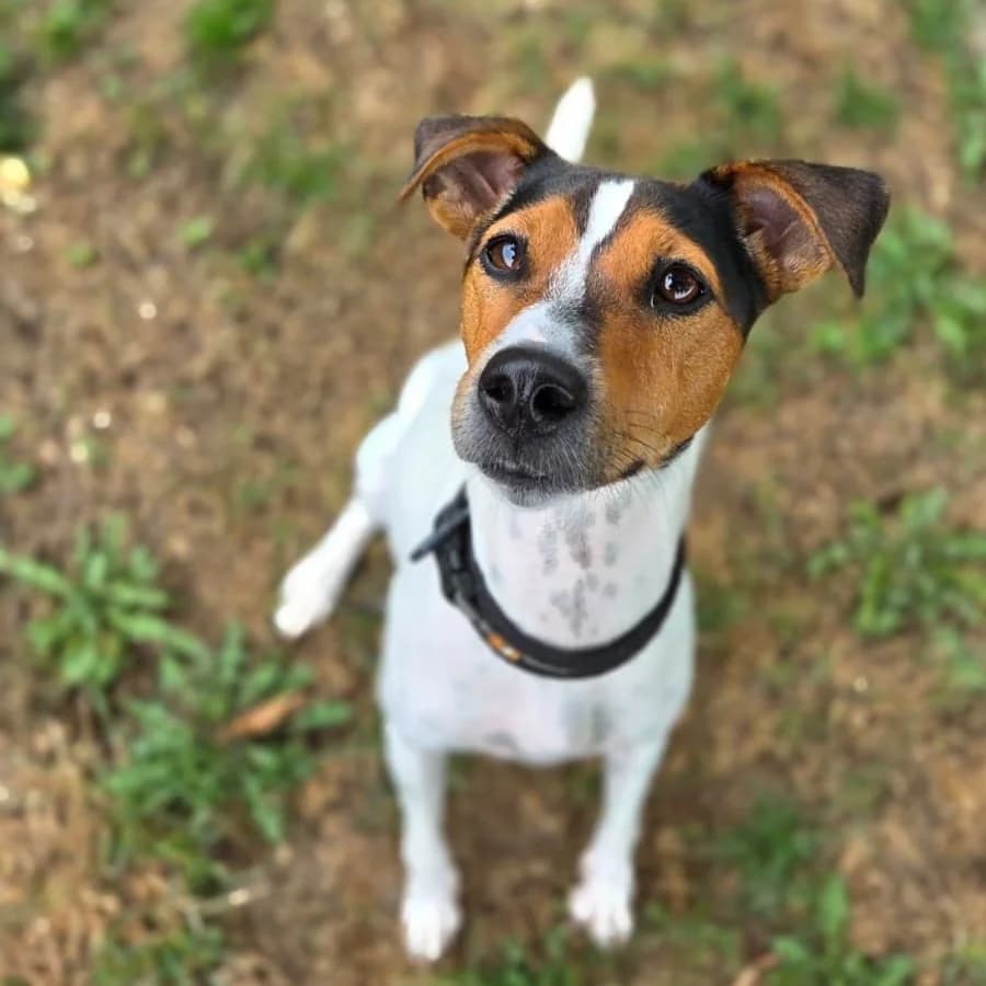 Maralita, weiss female young Mixed Breed for adoption at New Graceland - Auffangstation Schweiz, Waltenschwil