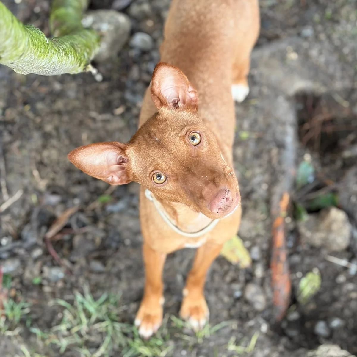 Melania, female young Podenco for adoption at New Graceland - Auffangstation Schweiz, Waltenschwil