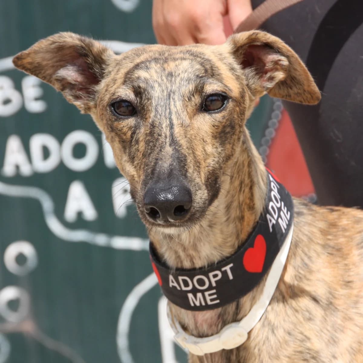 NELLY, female Galgo Español for adoption at New Graceland - Auffangstation Schweiz, Waltenschwil