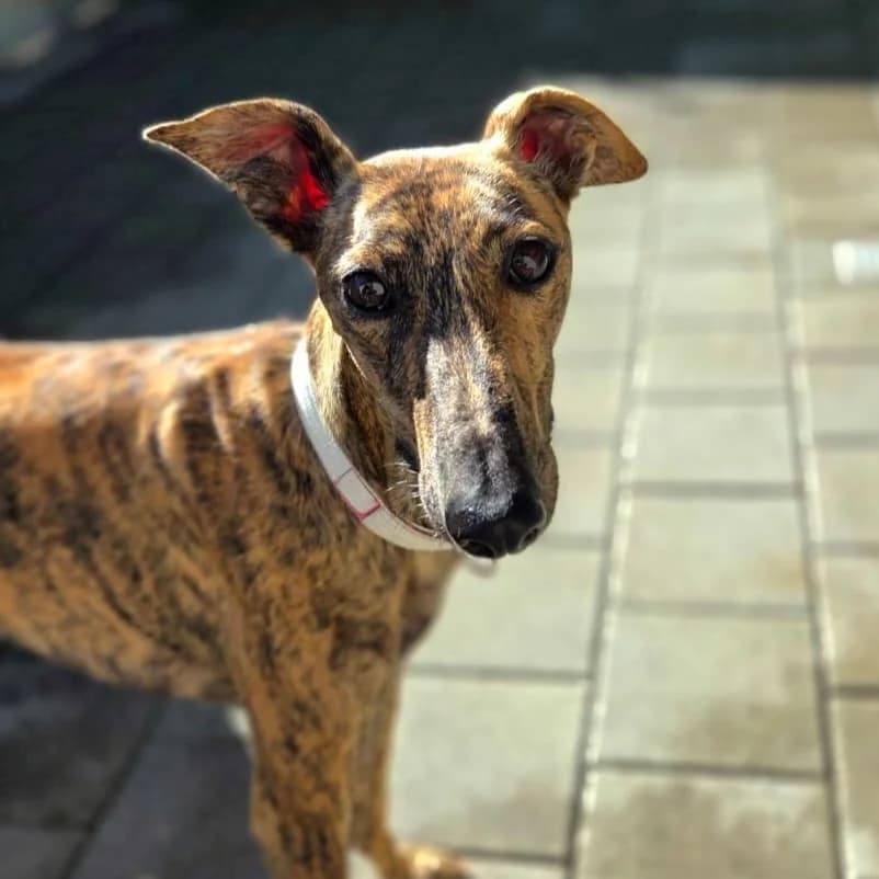Nelly, female 4yo Galgo Español for adoption at New Graceland - Auffangstation Schweiz, Waltenschwil