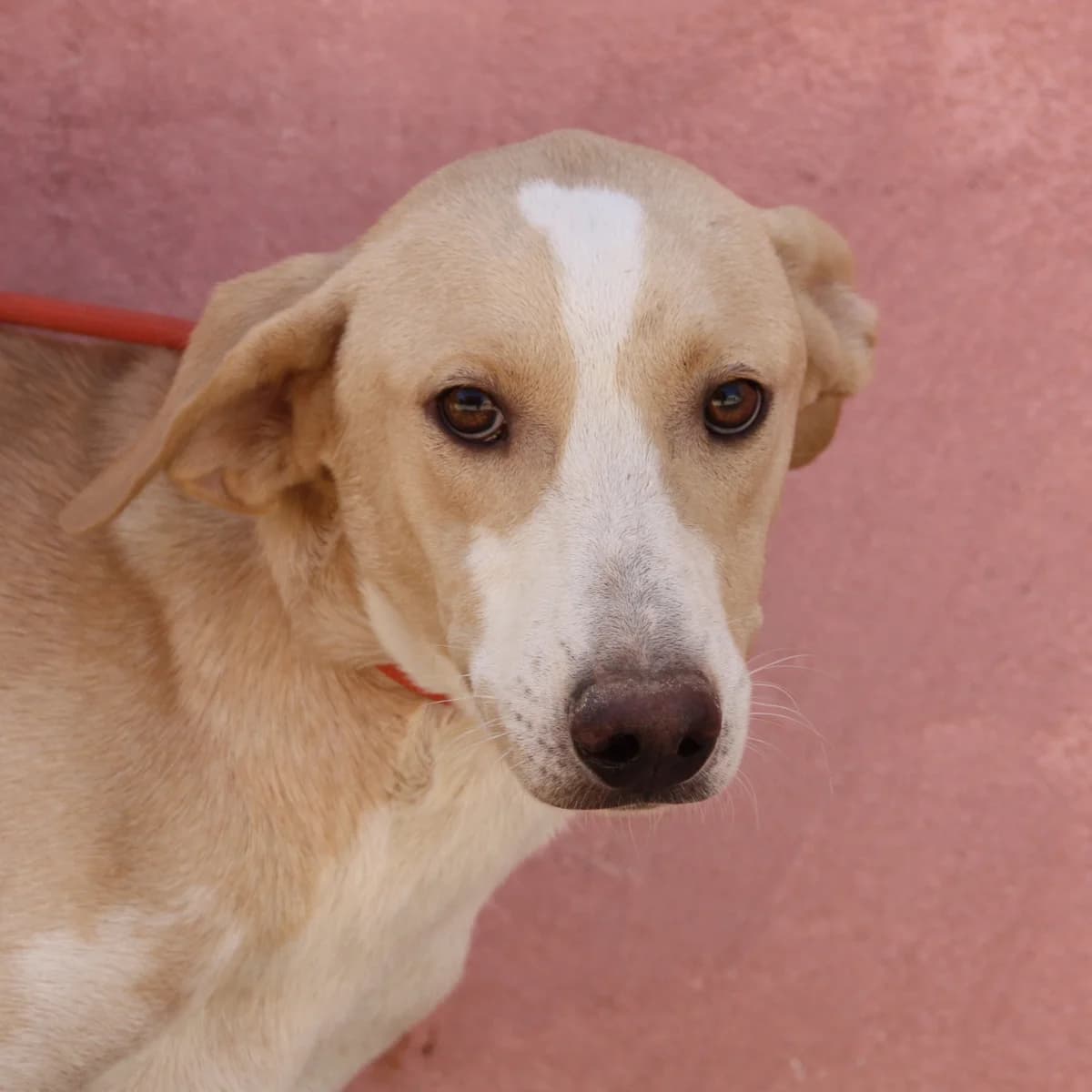 RON, male Galgo Español for adoption at New Graceland - Auffangstation Schweiz, Waltenschwil