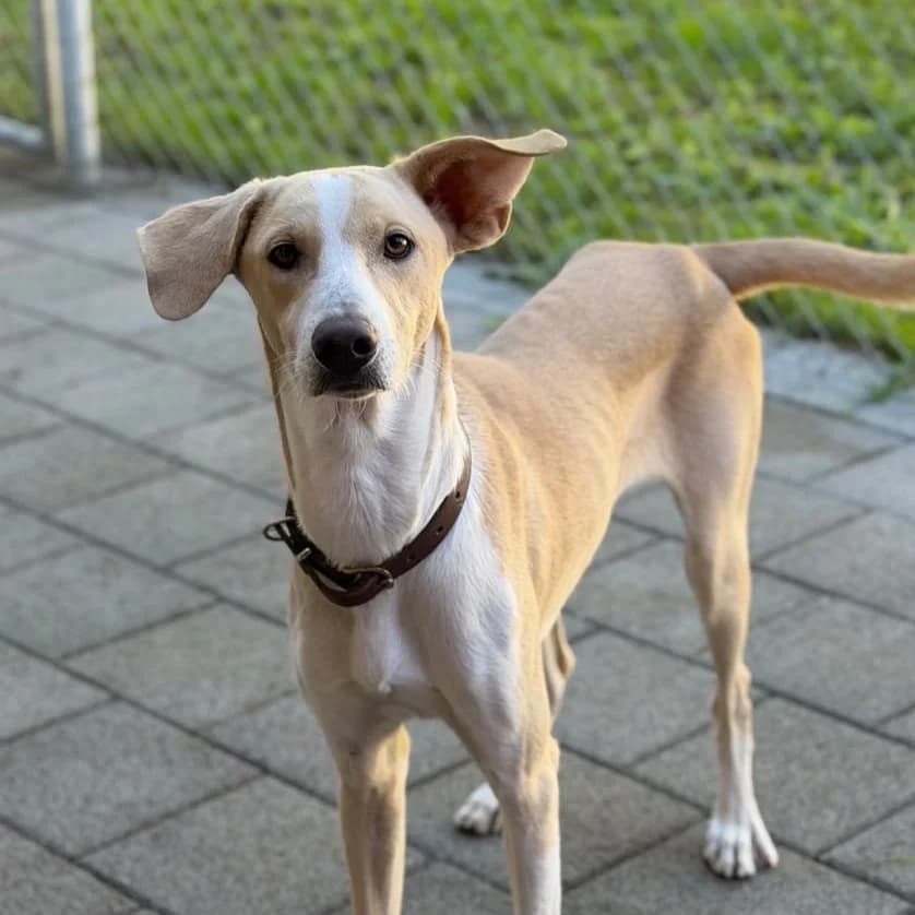 RON, male puppy Mixed Breed for adoption at New Graceland - Auffangstation Schweiz, Waltenschwil