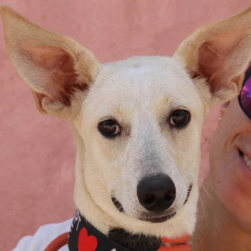 SHATY, female Galgo Español for adoption at New Graceland - Auffangstation Schweiz, Waltenschwil