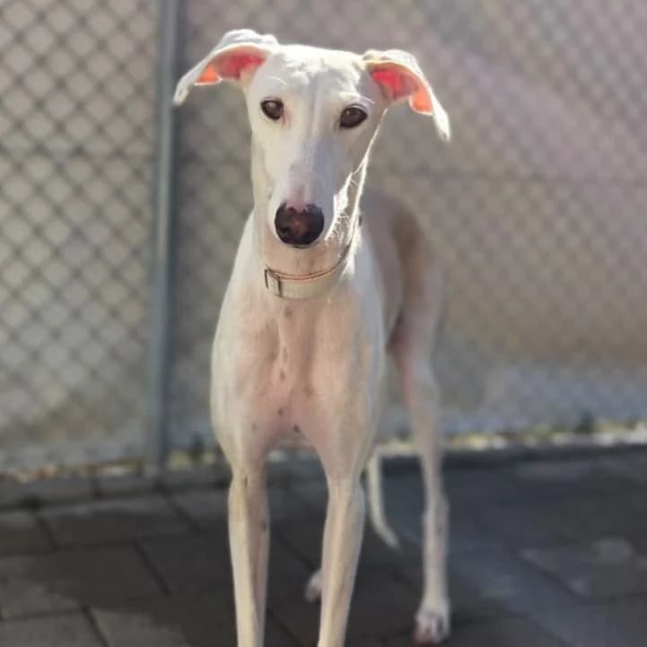 Tala, female 6yo Galgo Español for adoption at New Graceland - Auffangstation Schweiz, Waltenschwil