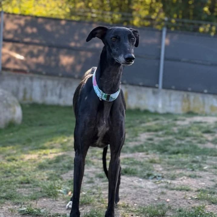 Triana, female 3yo Galgo Español for adoption at New Graceland - Auffangstation Schweiz, Waltenschwil