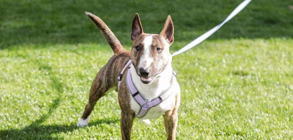 Mikki, Schweiz Mixed Breed for adoption at NF dogshome AG, Bad Ragaz