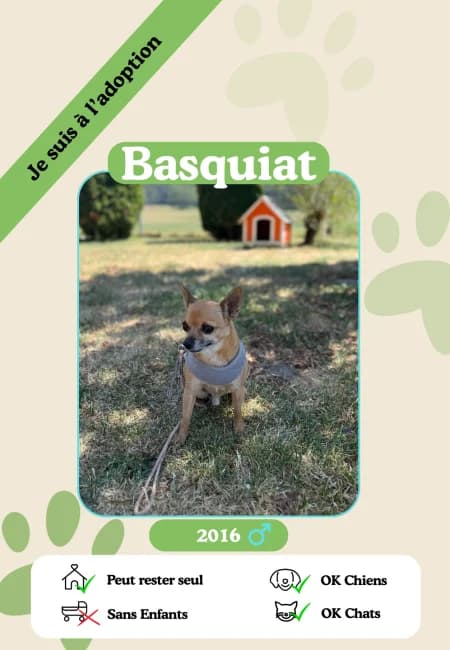 Basquiat, senior Mixed Breed for adoption at Oasis des vétérans