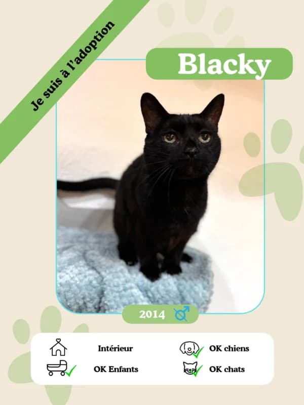 Blacky, senior Mixed Breed for adoption at Oasis des vétérans