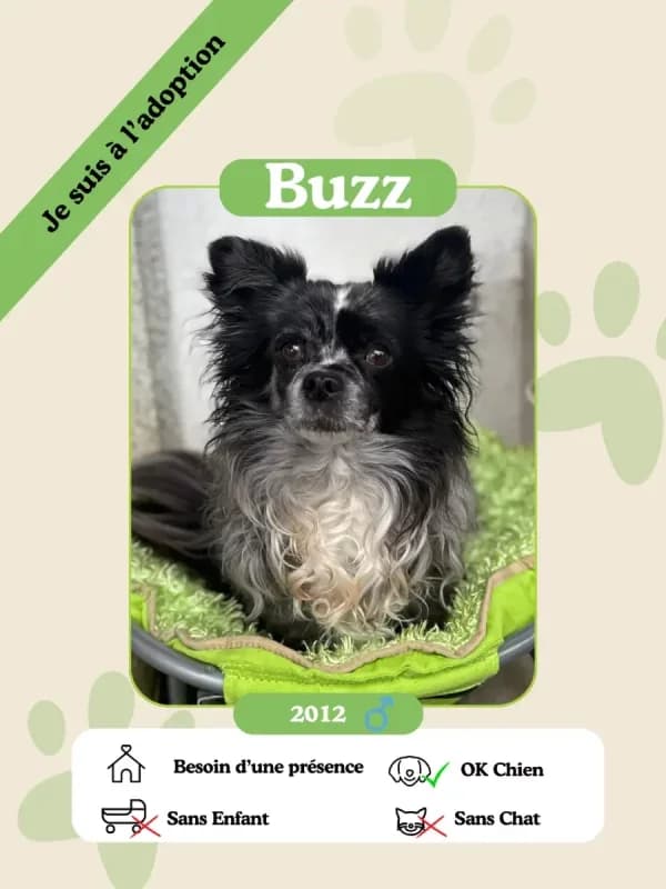 Buzz, senior Mixed Breed for adoption at Oasis des vétérans