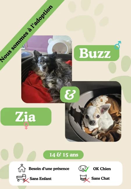 Buzz & Zia, senior Mixed Breed for adoption at Oasis des vétérans