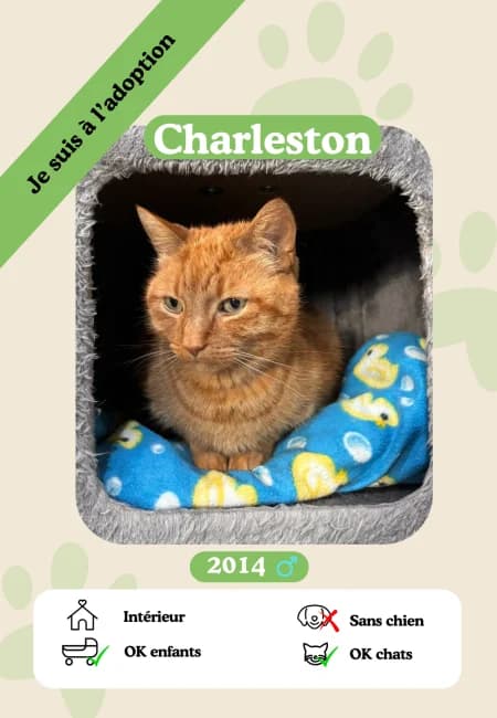 Charleston, senior Mixed Breed for adoption at Oasis des vétérans