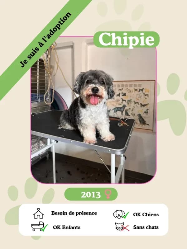 Chipie, female senior Mixed Breed for adoption at Oasis des vétérans