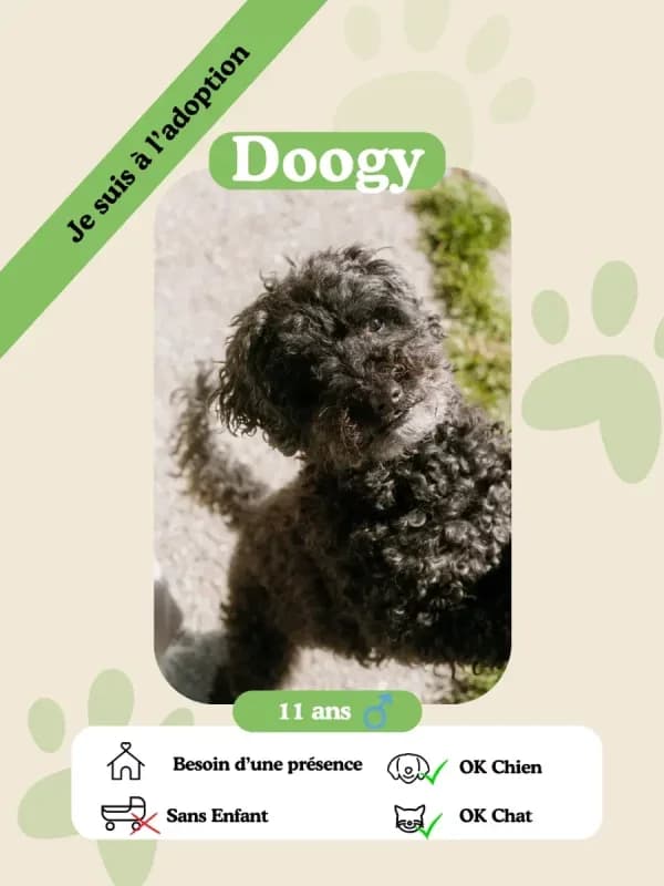 Doogy, senior Mixed Breed for adoption at Oasis des vétérans