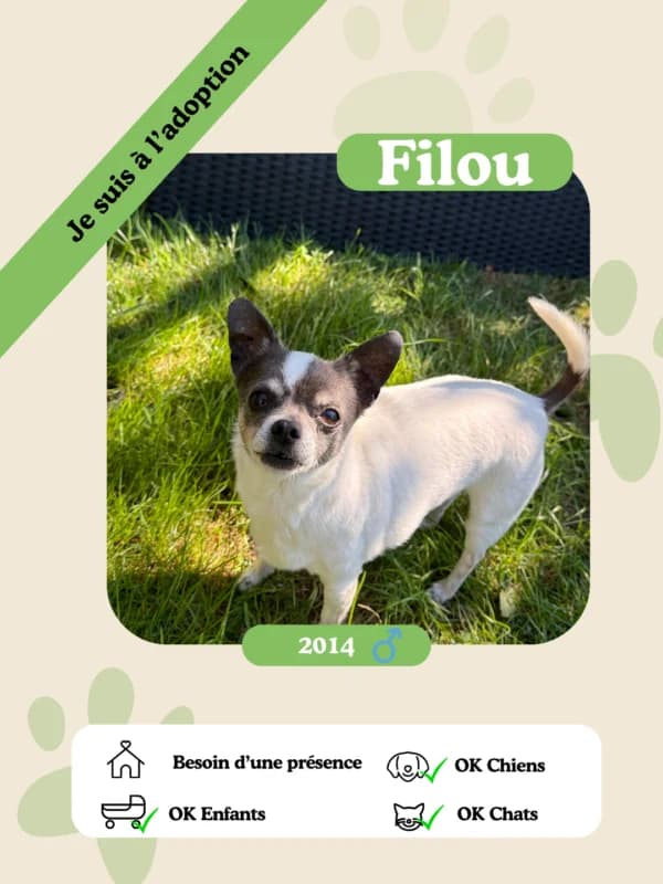 Filou, senior Mixed Breed for adoption at Oasis des vétérans